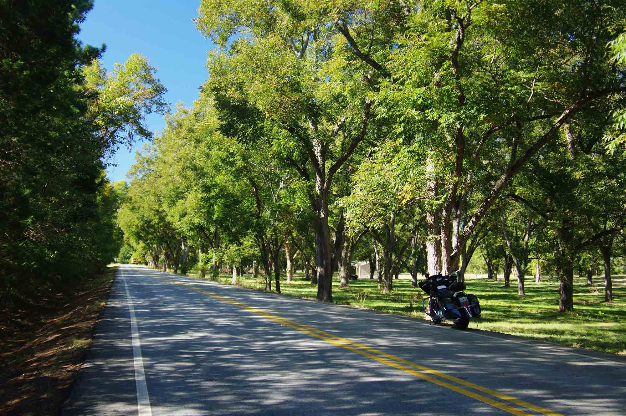 A magnificent stretch of perfectly paved pecan-tree-lined highway.